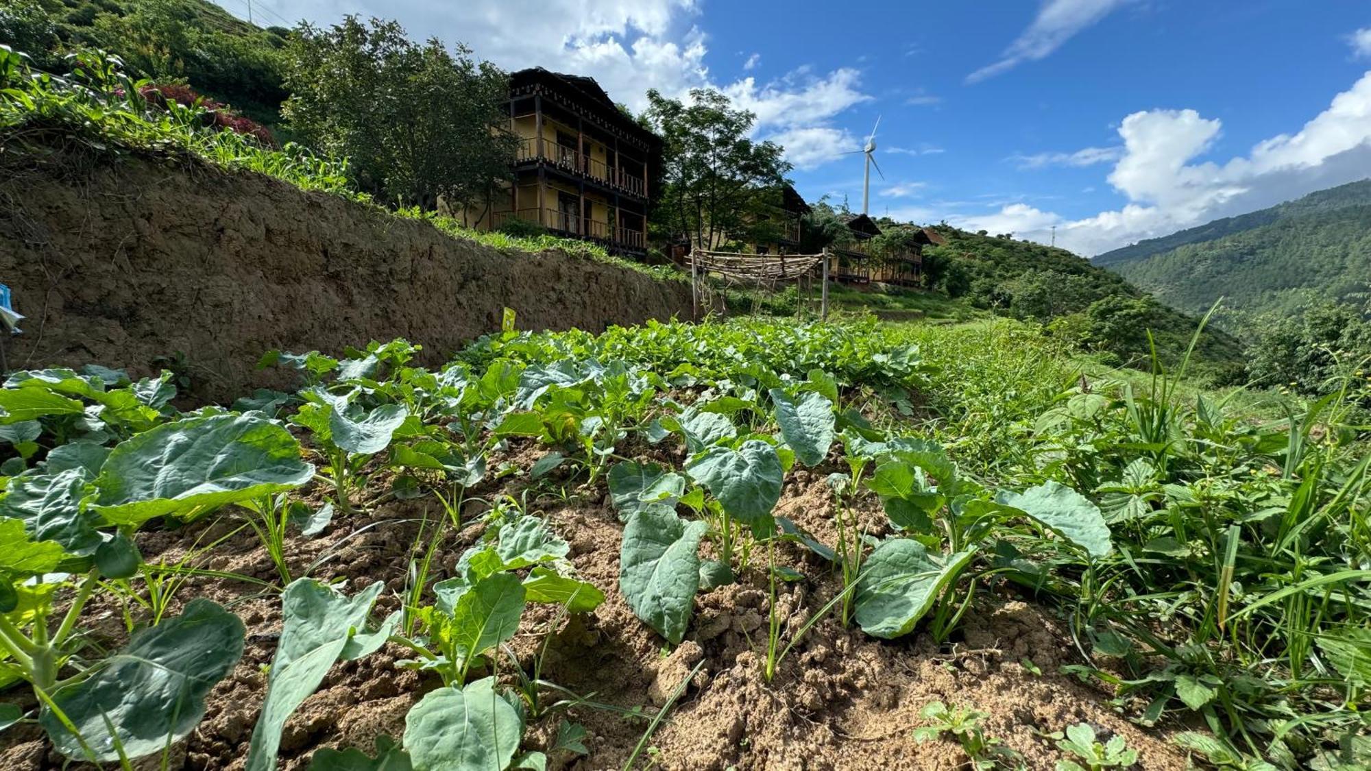 Wangdue Ecolodge Wangdue Phodrang Dış mekan fotoğraf