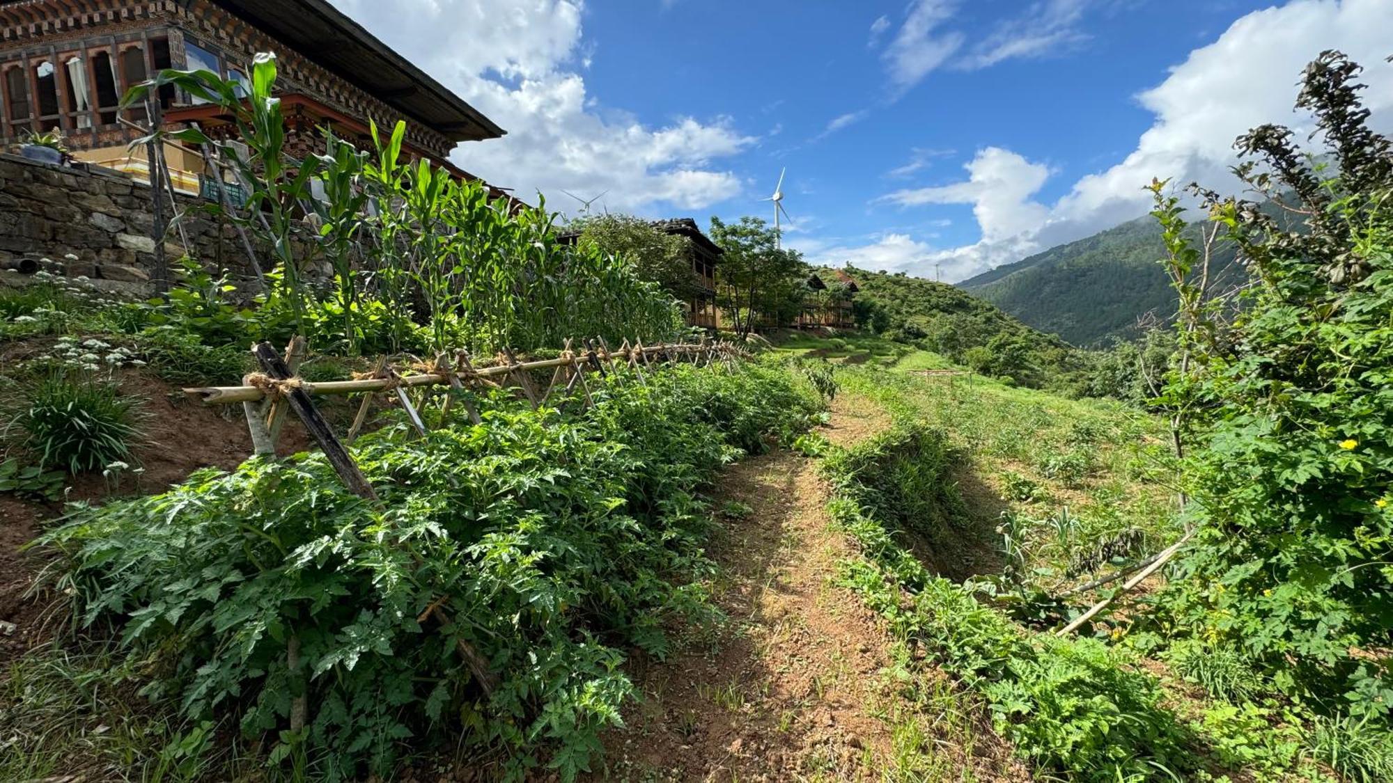 Wangdue Ecolodge Wangdue Phodrang Dış mekan fotoğraf