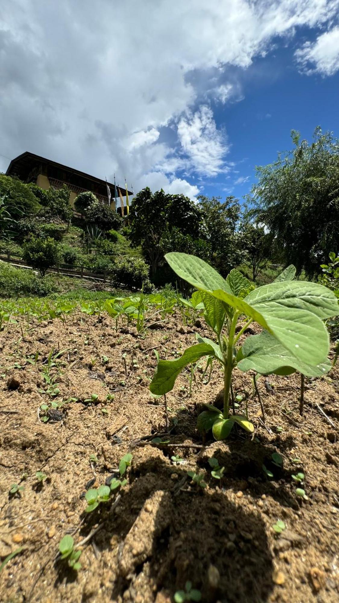 Wangdue Ecolodge Wangdue Phodrang Dış mekan fotoğraf